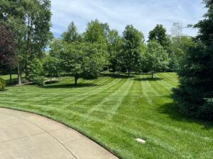 Yard Maintenance Services: Freshly cut grass lawn with healthy trees on a sunny day.