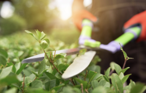 Mowing and Landscape Maintenance: Garden sheers being used to trim a hedge