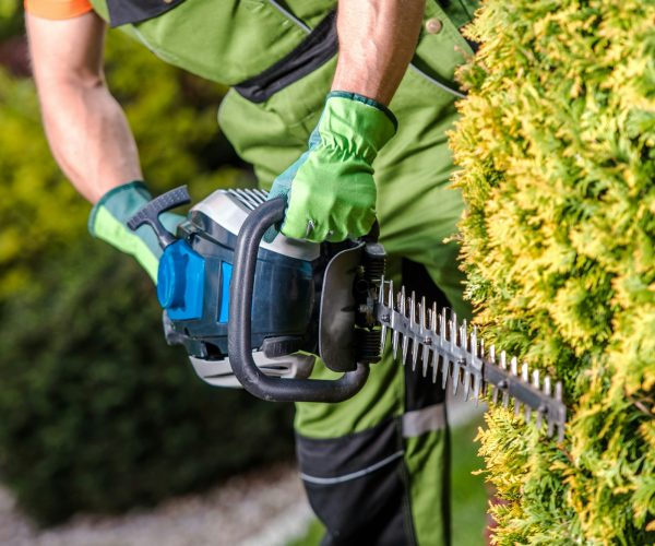 Shaping Garden Trees